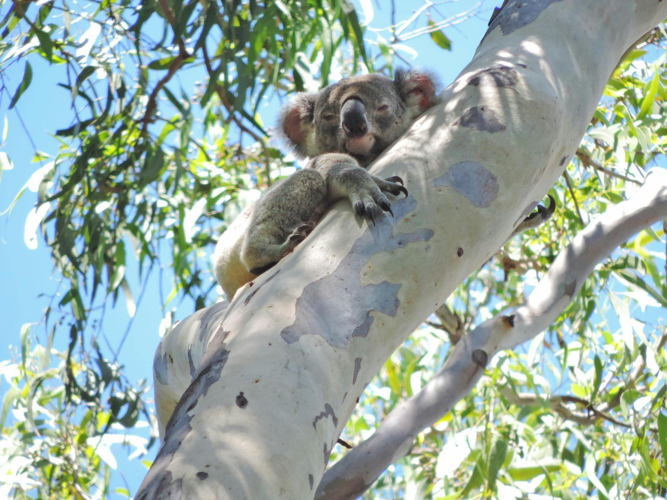Sydney to Cairns – 14 Day Small Group Tour