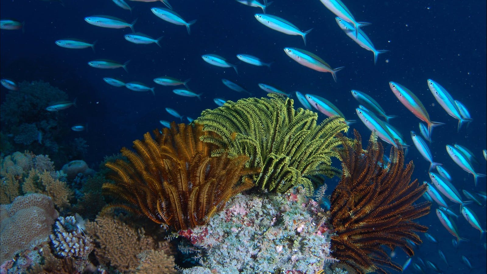 Southern Small Detached Reef Dive Site