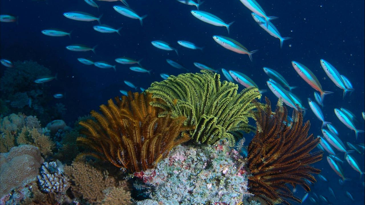 Southern Small Detached Reef Dive Site