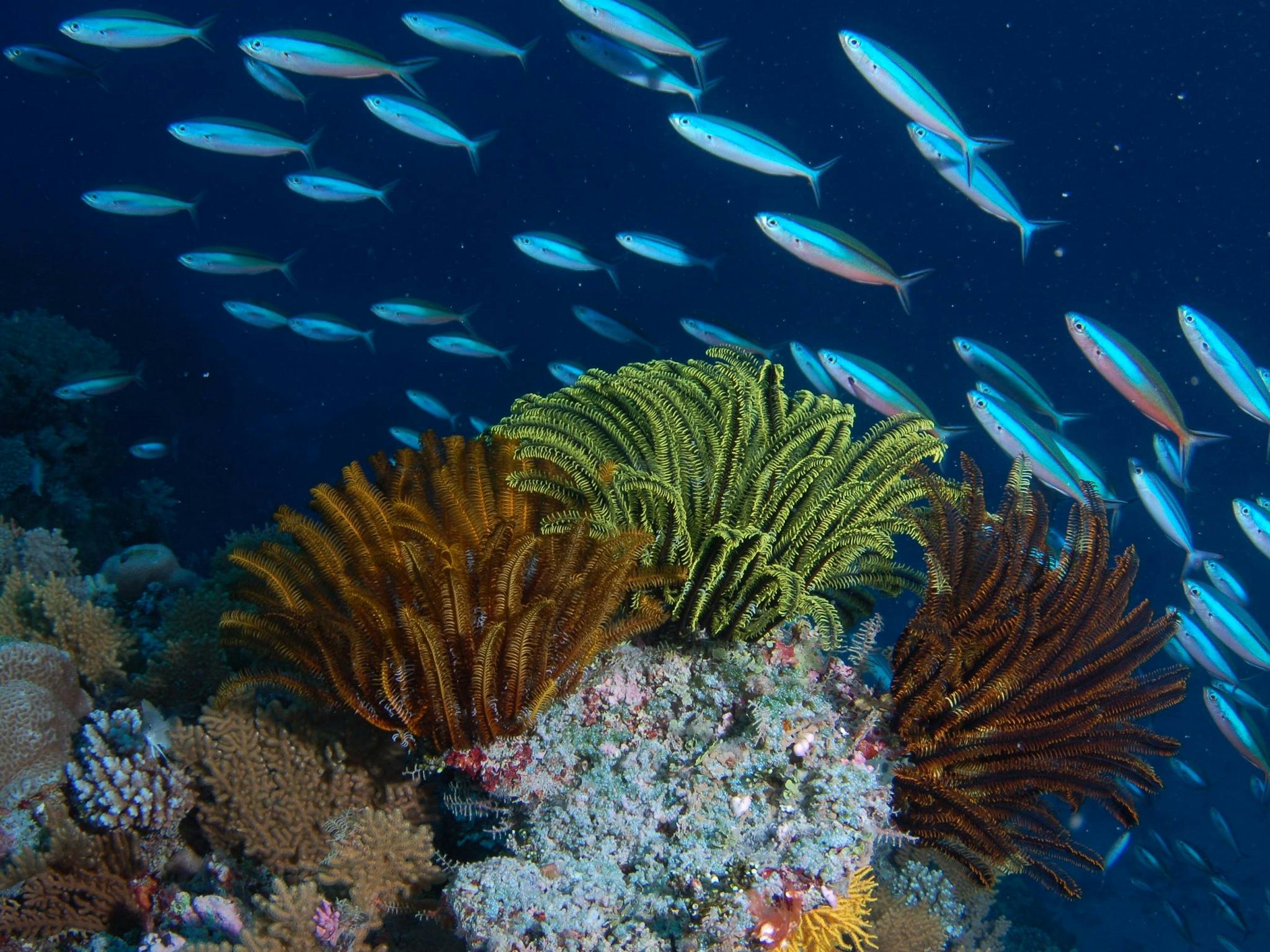 Southern Small Detached Reef Southern Small Detached Reef