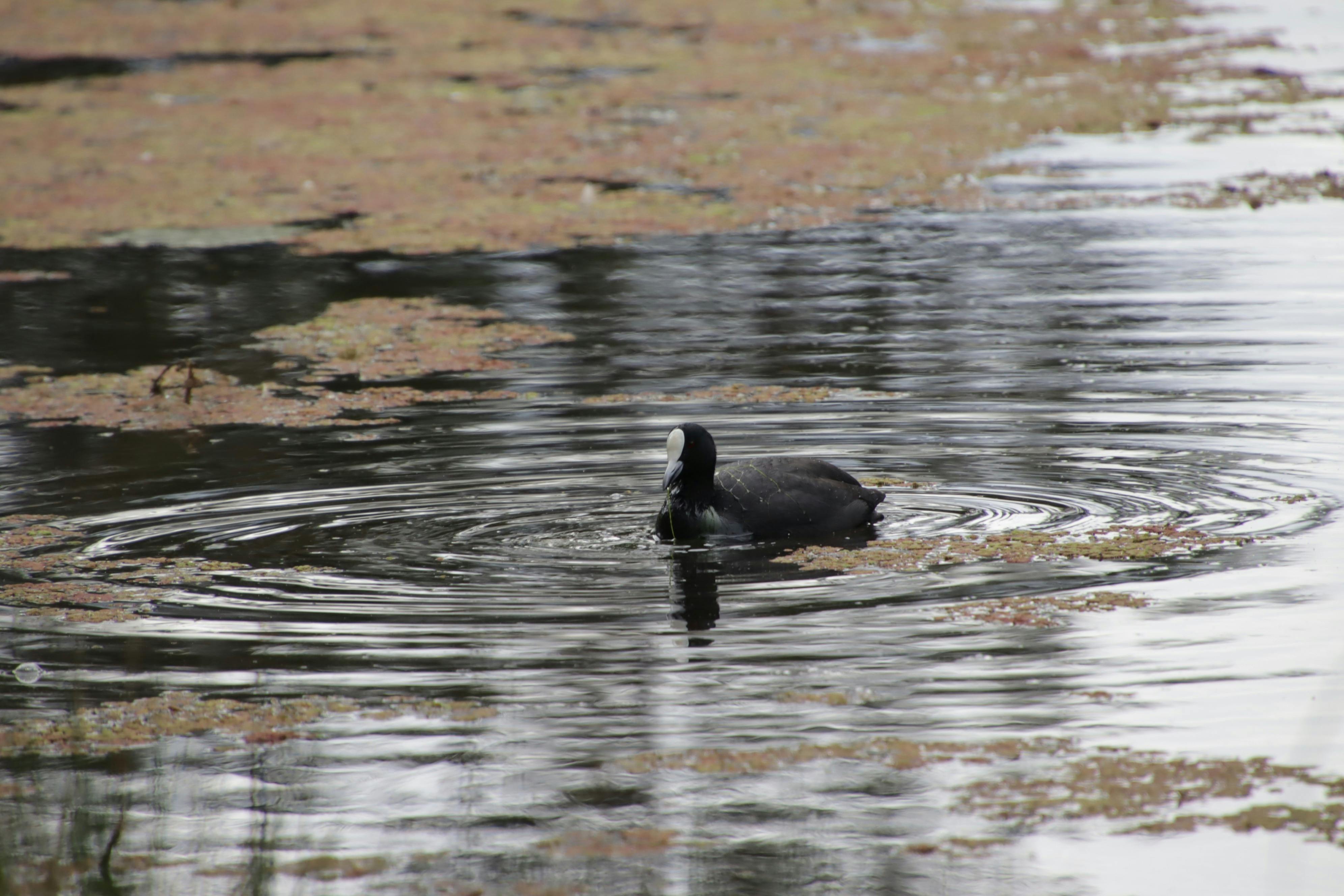swamp hen in the water