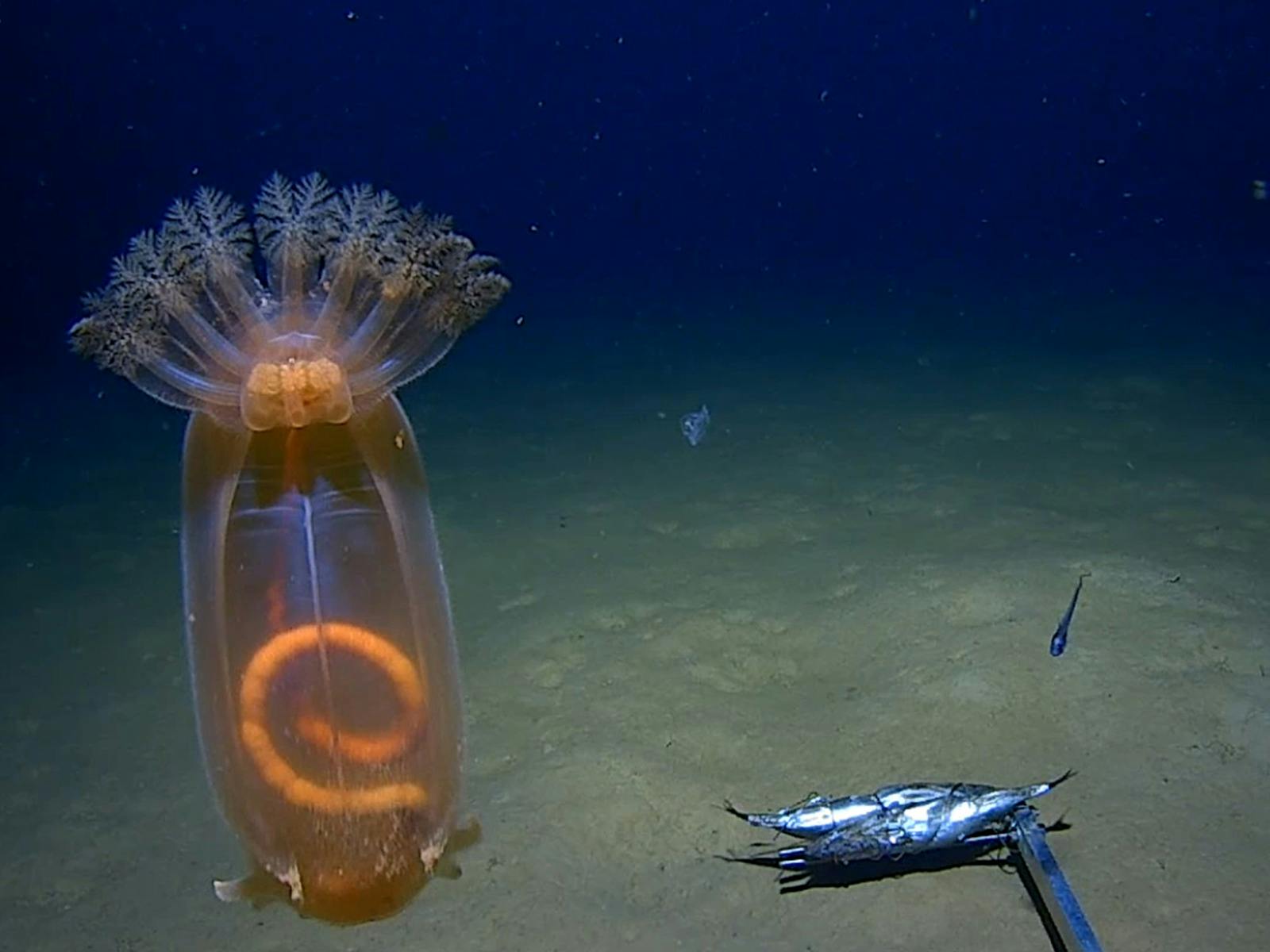 Exploring WA’s Deep Sea