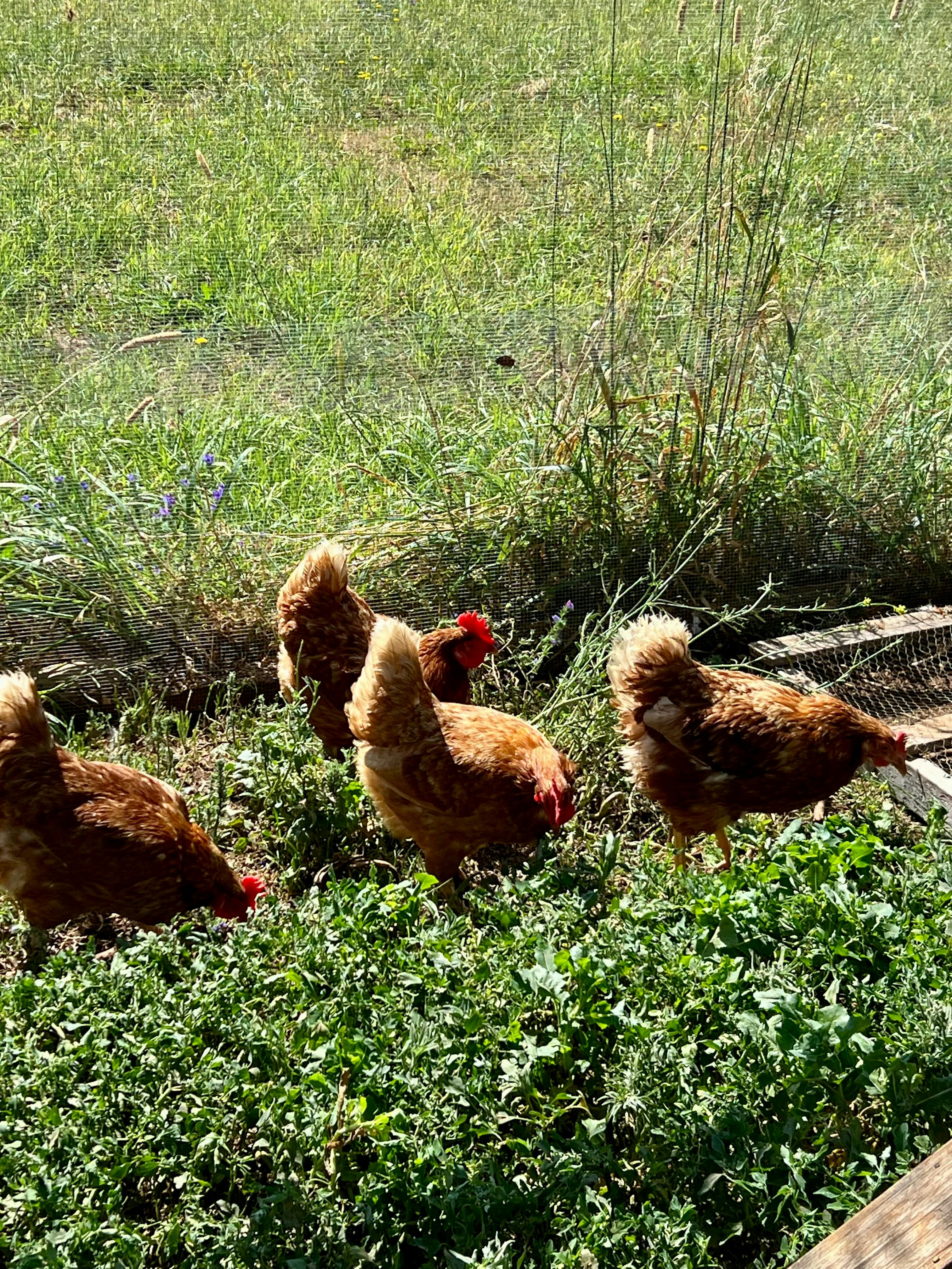 Anahdale Hen House의 환영 바구니를 위한 신선한 계란