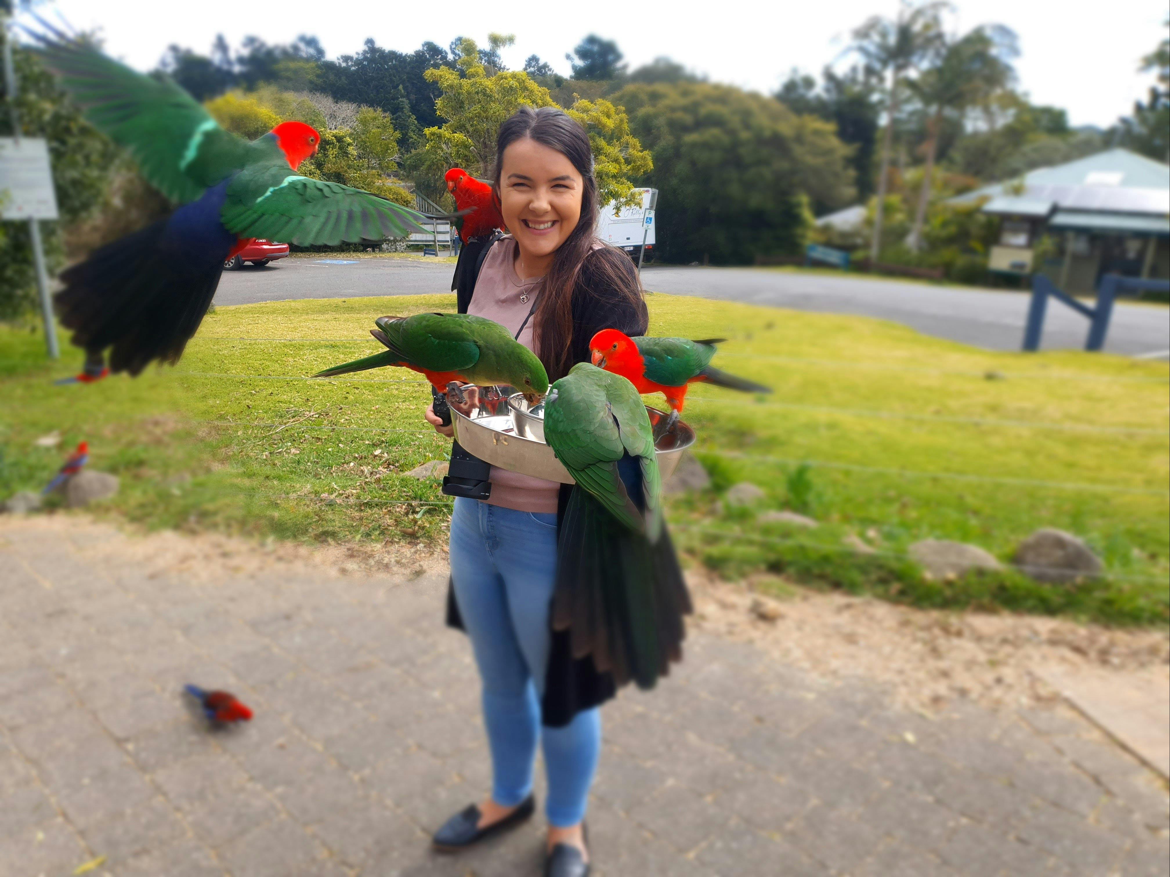 Feeding wild parrots