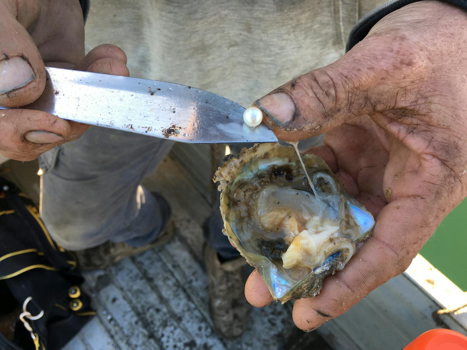 Image for Virtual Pearl Harvest