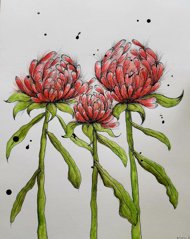 Three red waratahs with tall green stems, outlined in black ink against a white paper background.