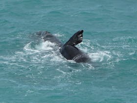 Great Australian Bight, South Australia