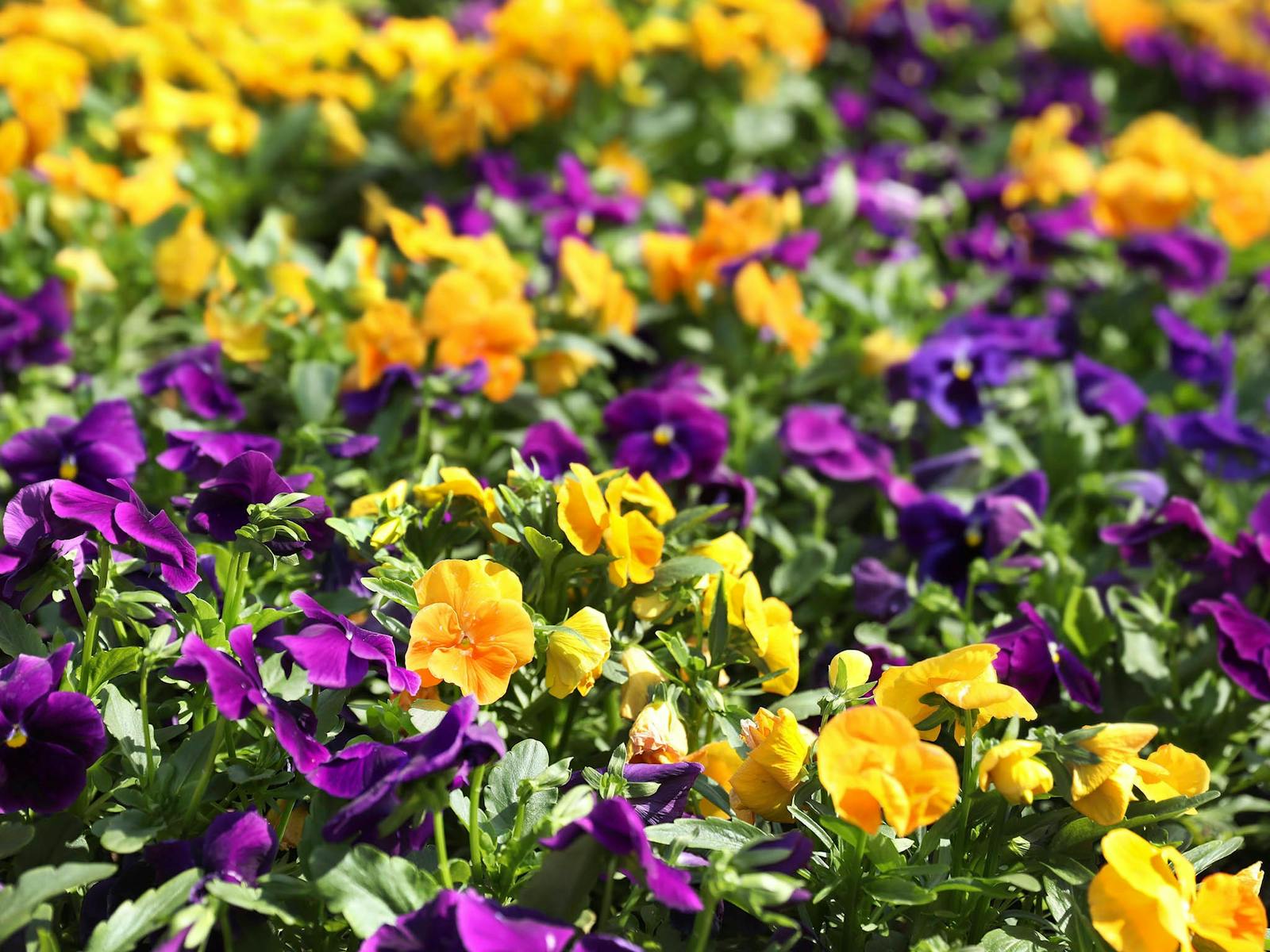 Image for Spring time at Hunter Valley Gardens