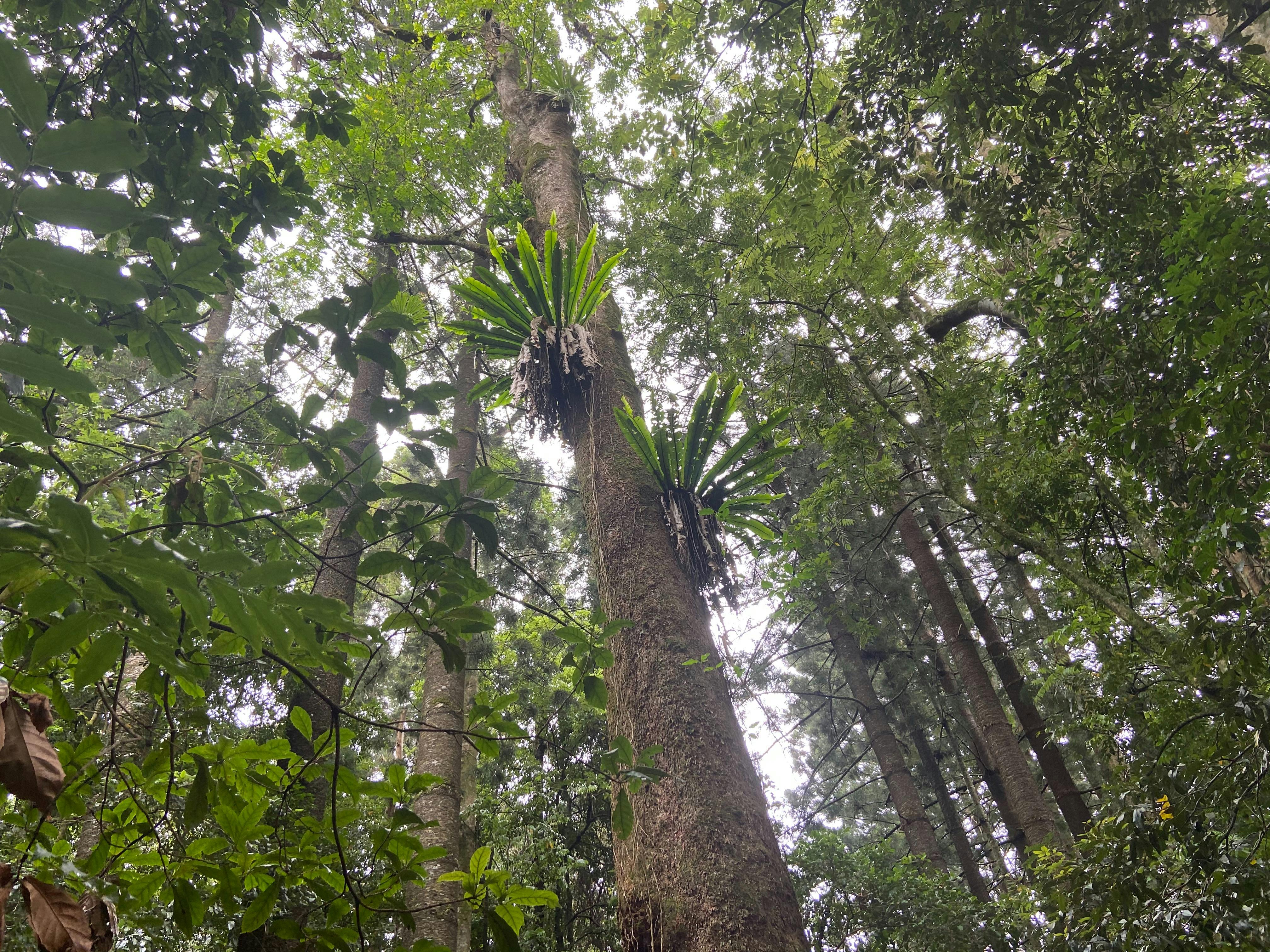 Springbrook and Tamborine Adventure