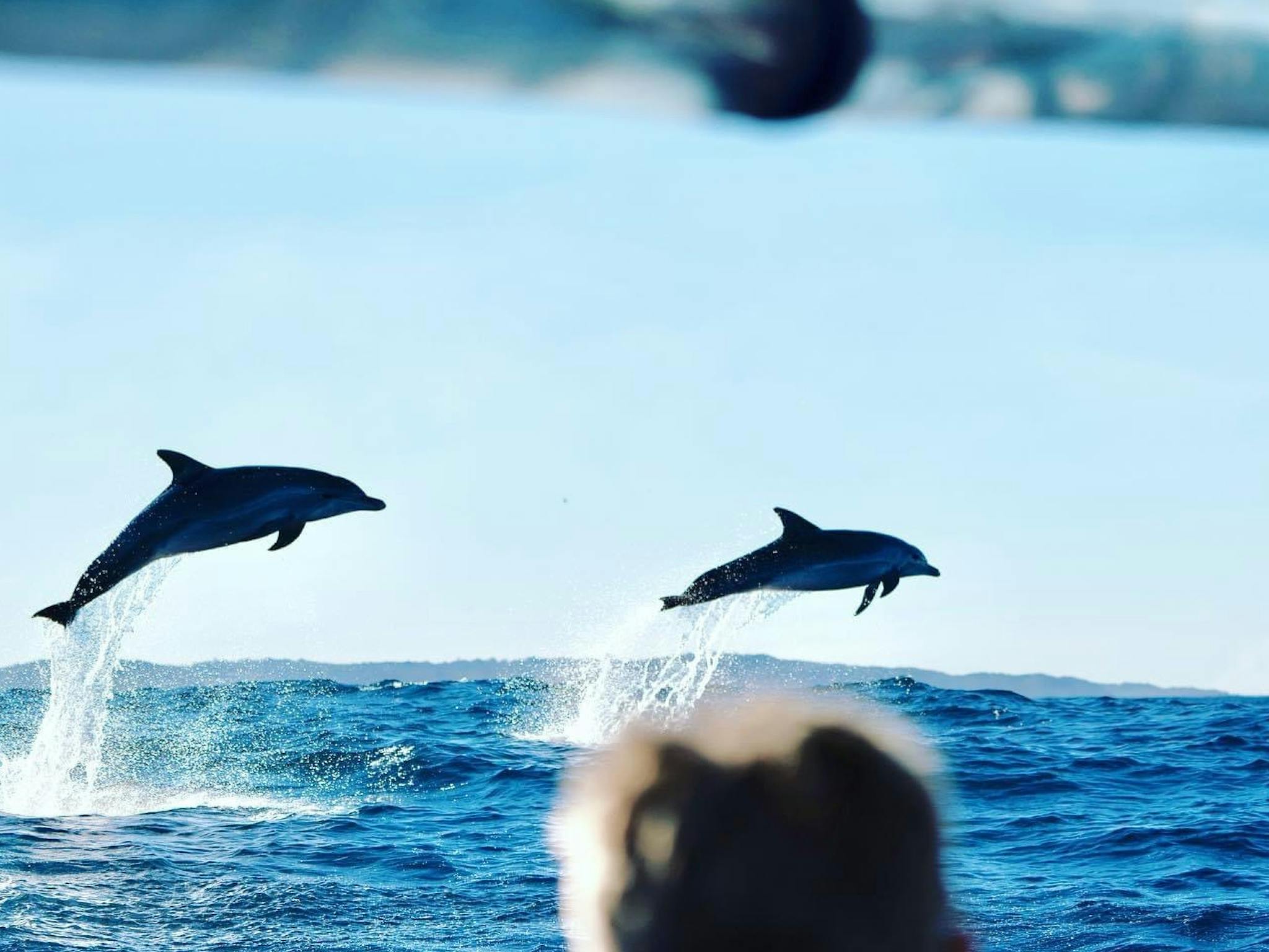 Dolphins on Out Of The Blue Adventures