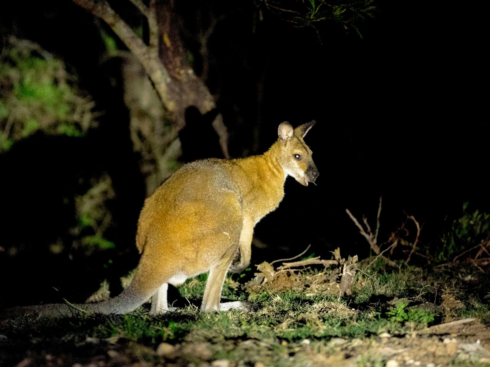 wallaby