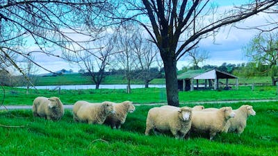 Historic Merryville Homestead