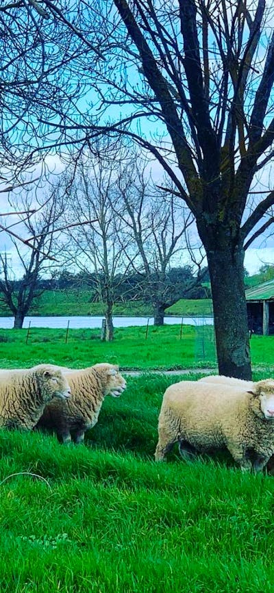 Historic Merryville Homestead