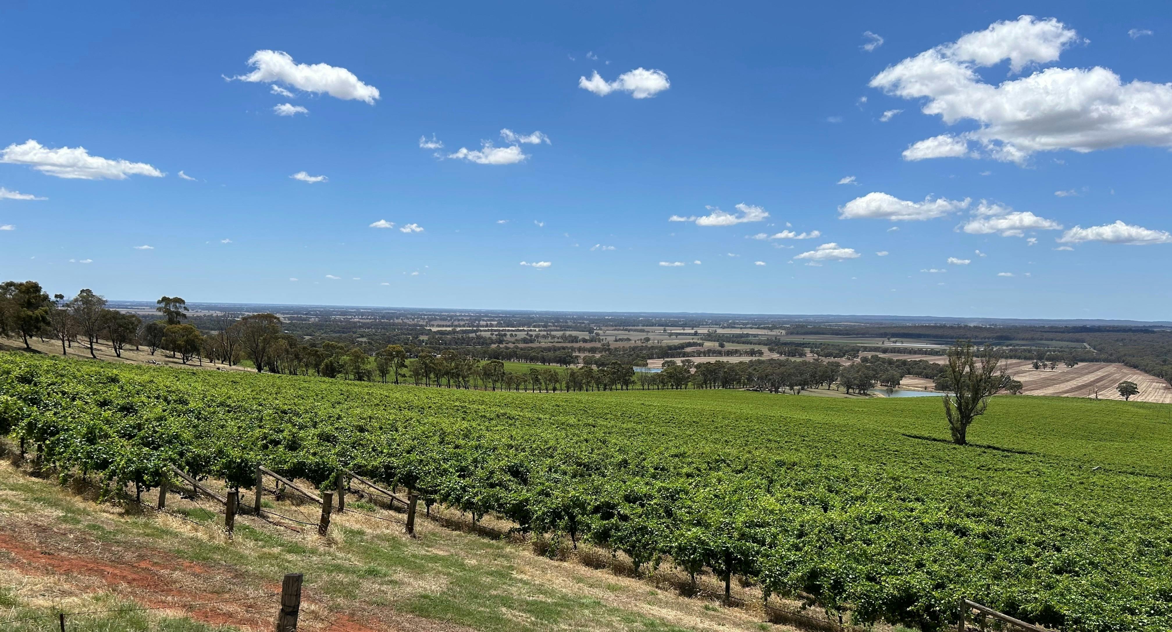 Vineyards and blue sky