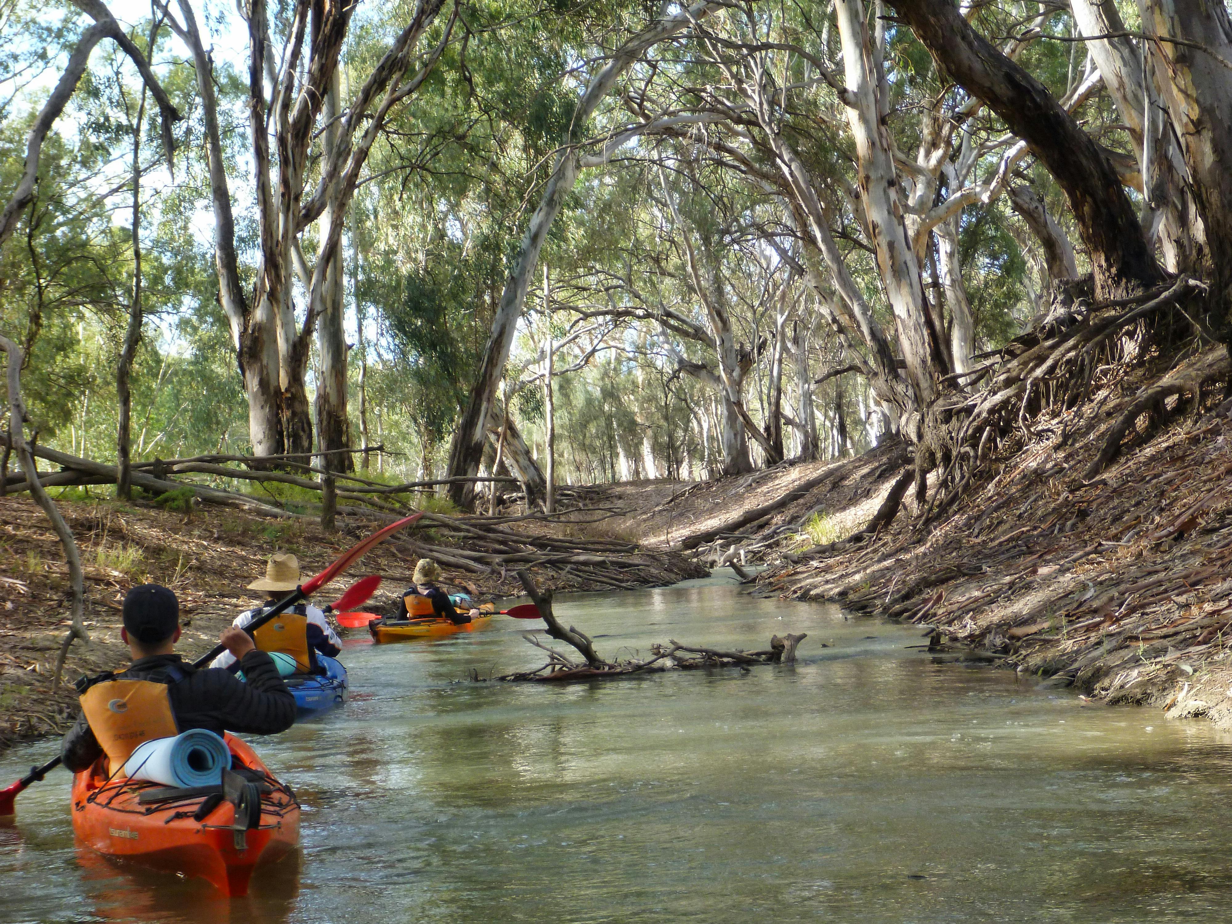 The variety of wetlands and side-creeks  is a special feature of Riverland paddlingand