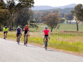 group of cyclists riding on the road, grass, trees, hills, paddock, farm, sheds