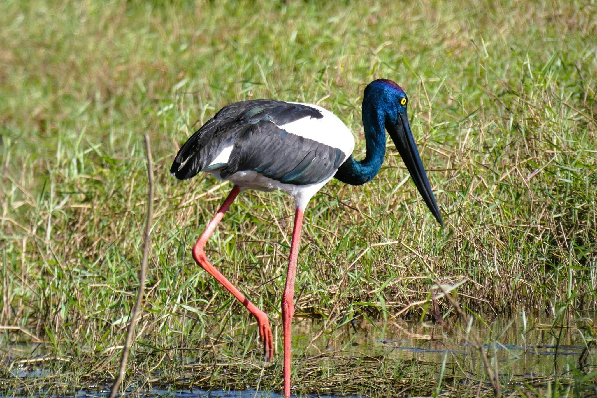 Autopia - Fogg Dam Conservation Reserve Wetland