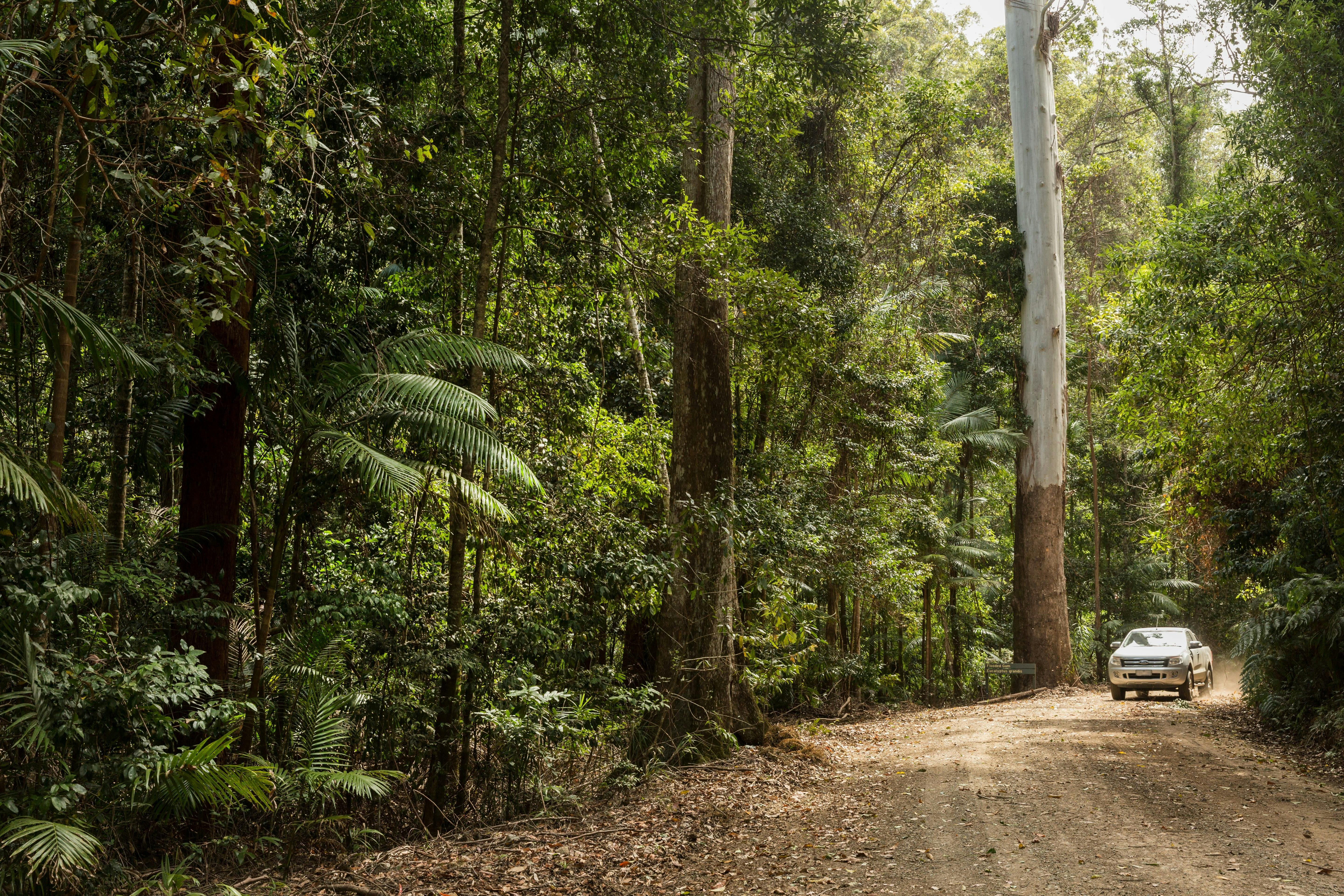 Nambucca Valley forest