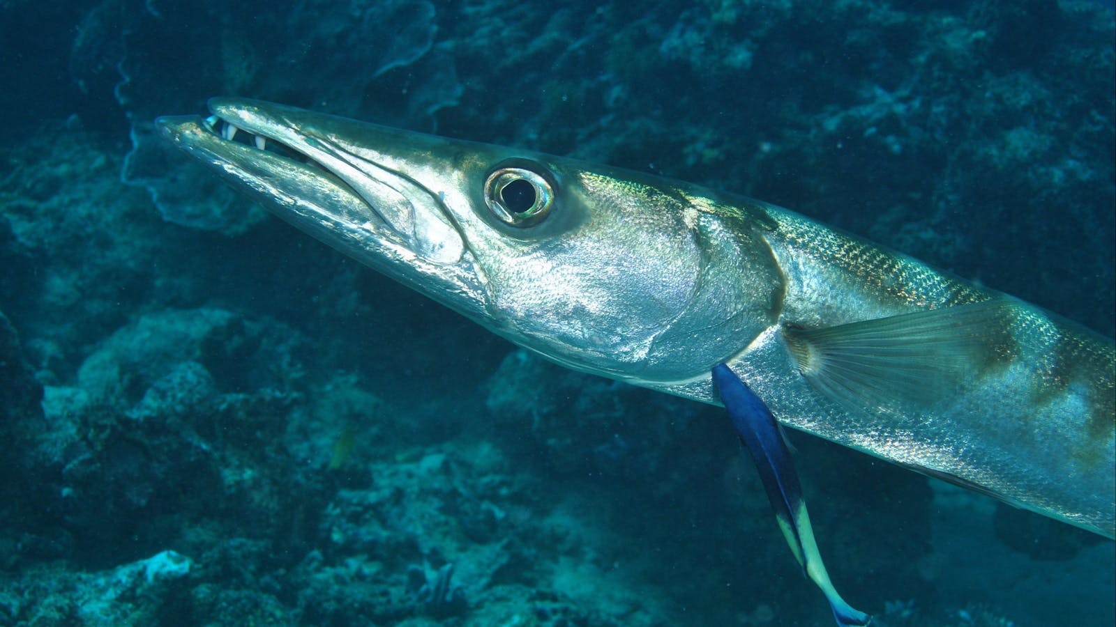 Norman Reef Dive Site