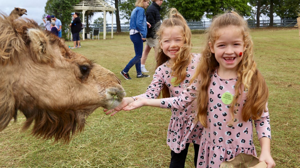 Summer Land Camels Summer Land Camels