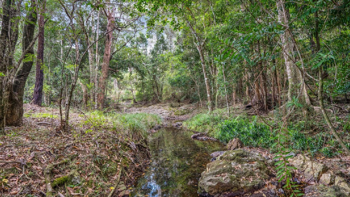 Creek at the bottom of the garden