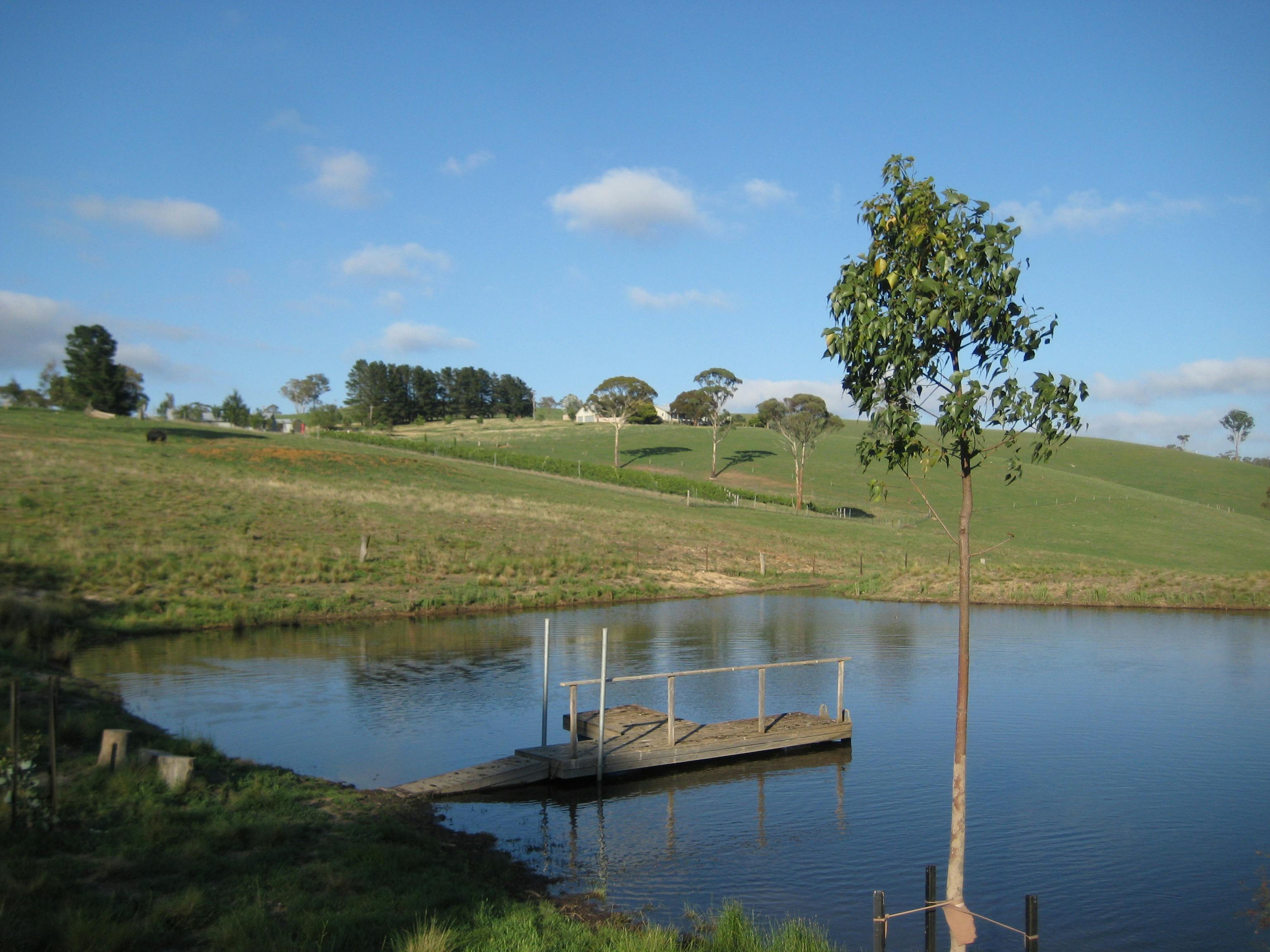vineyard and lake