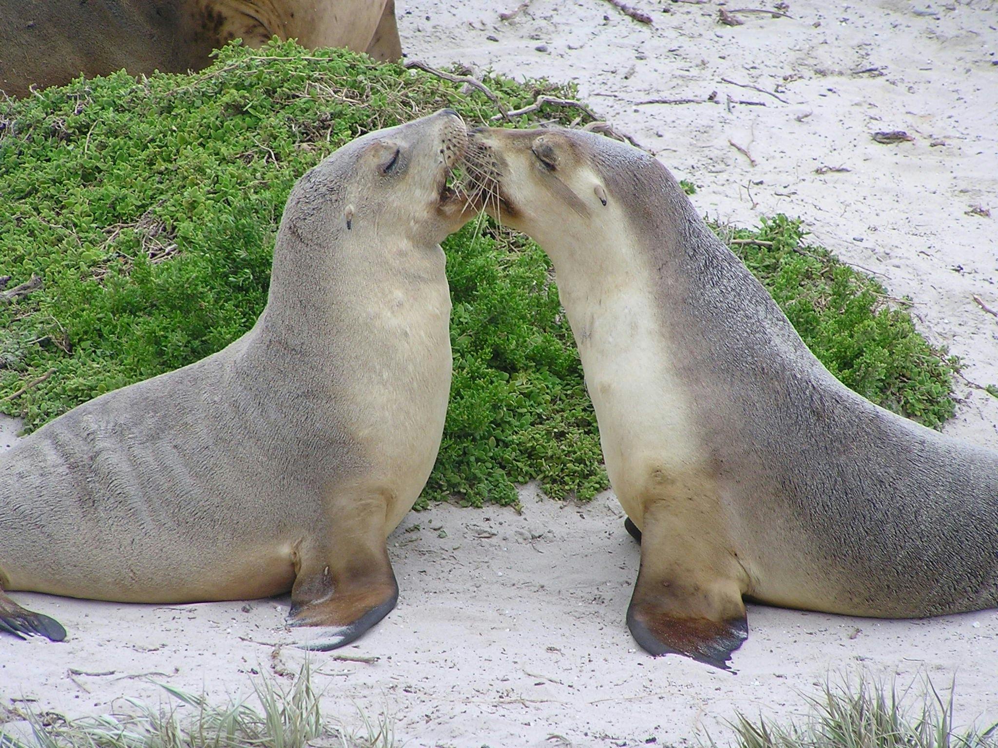 Seals