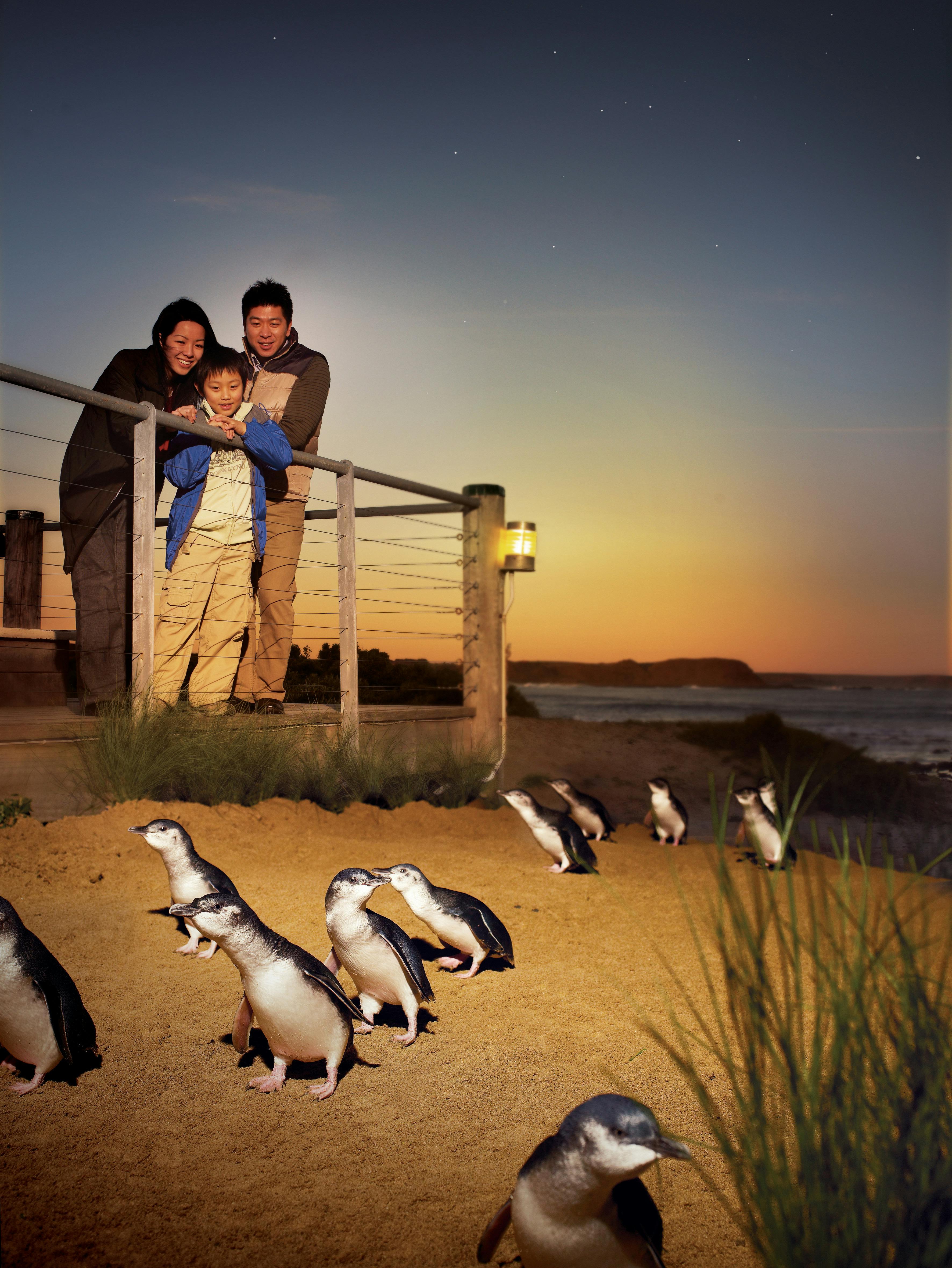 Phillip Island Tour