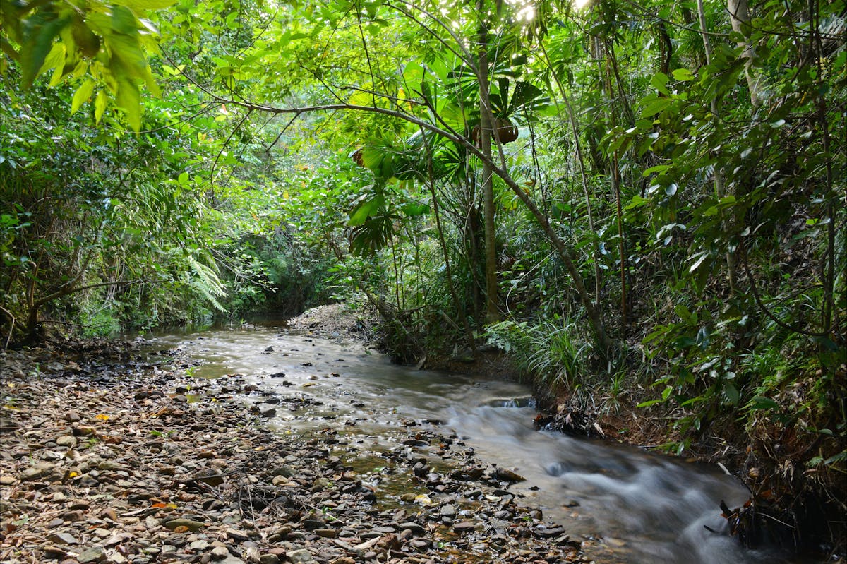 Rainforest fresh water creek with rocks, overhanging branches and pools