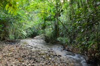 Rainforest fresh water creek with rocks, overhanging branches and pools