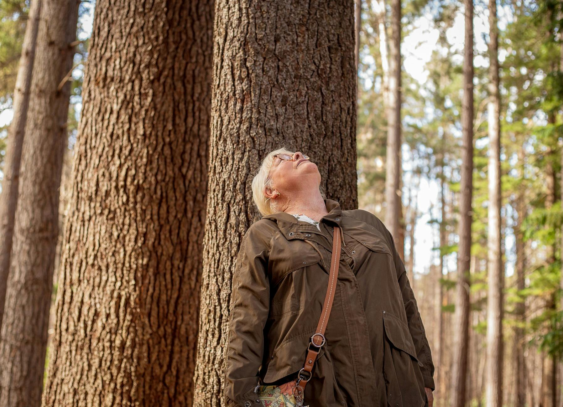 Pine trees abound on the Wellness Walk
