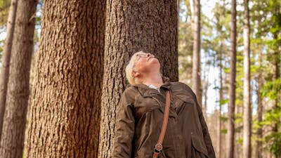 Pine trees abound on the Wellness Walk