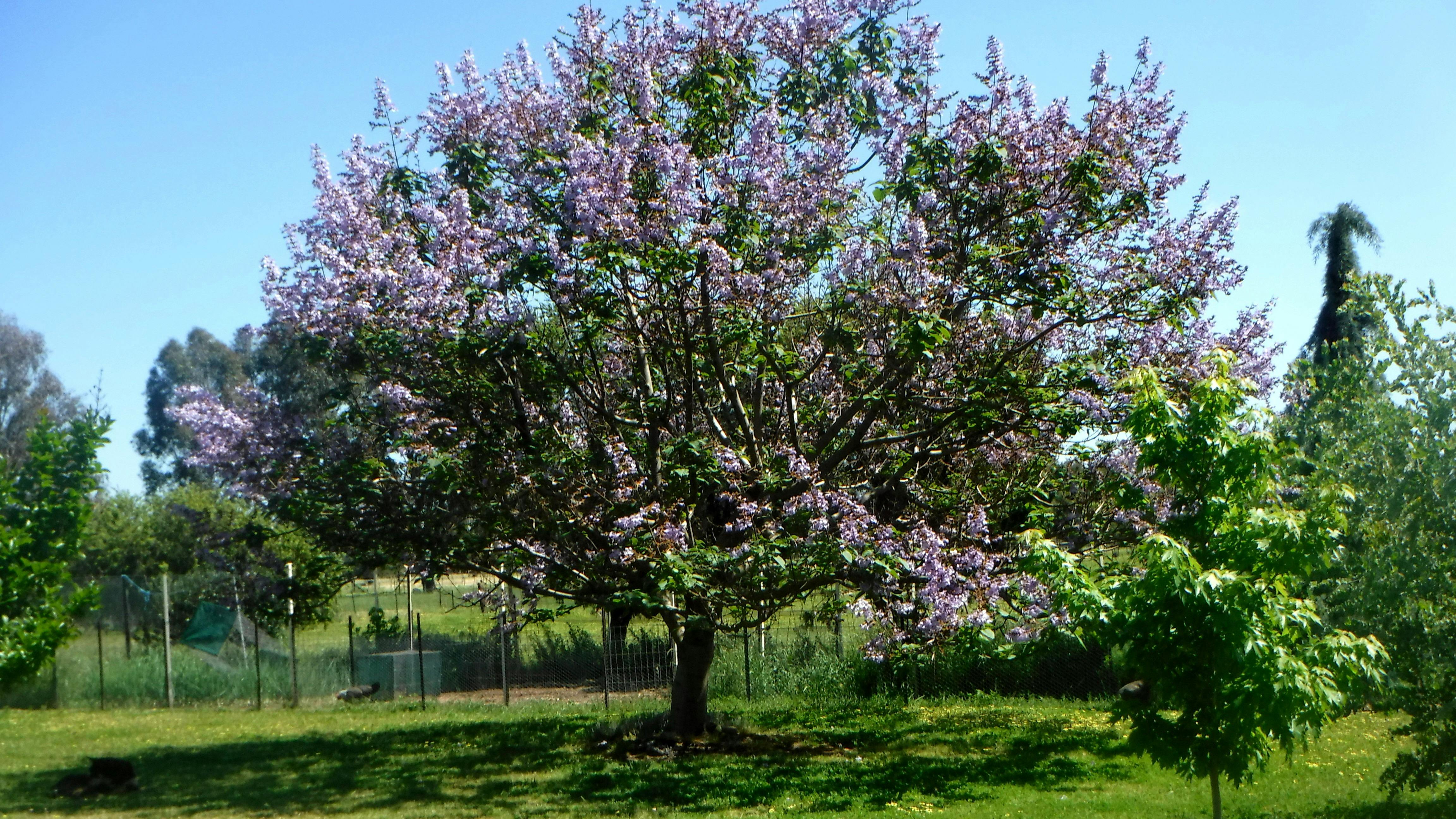 Norman's Garden