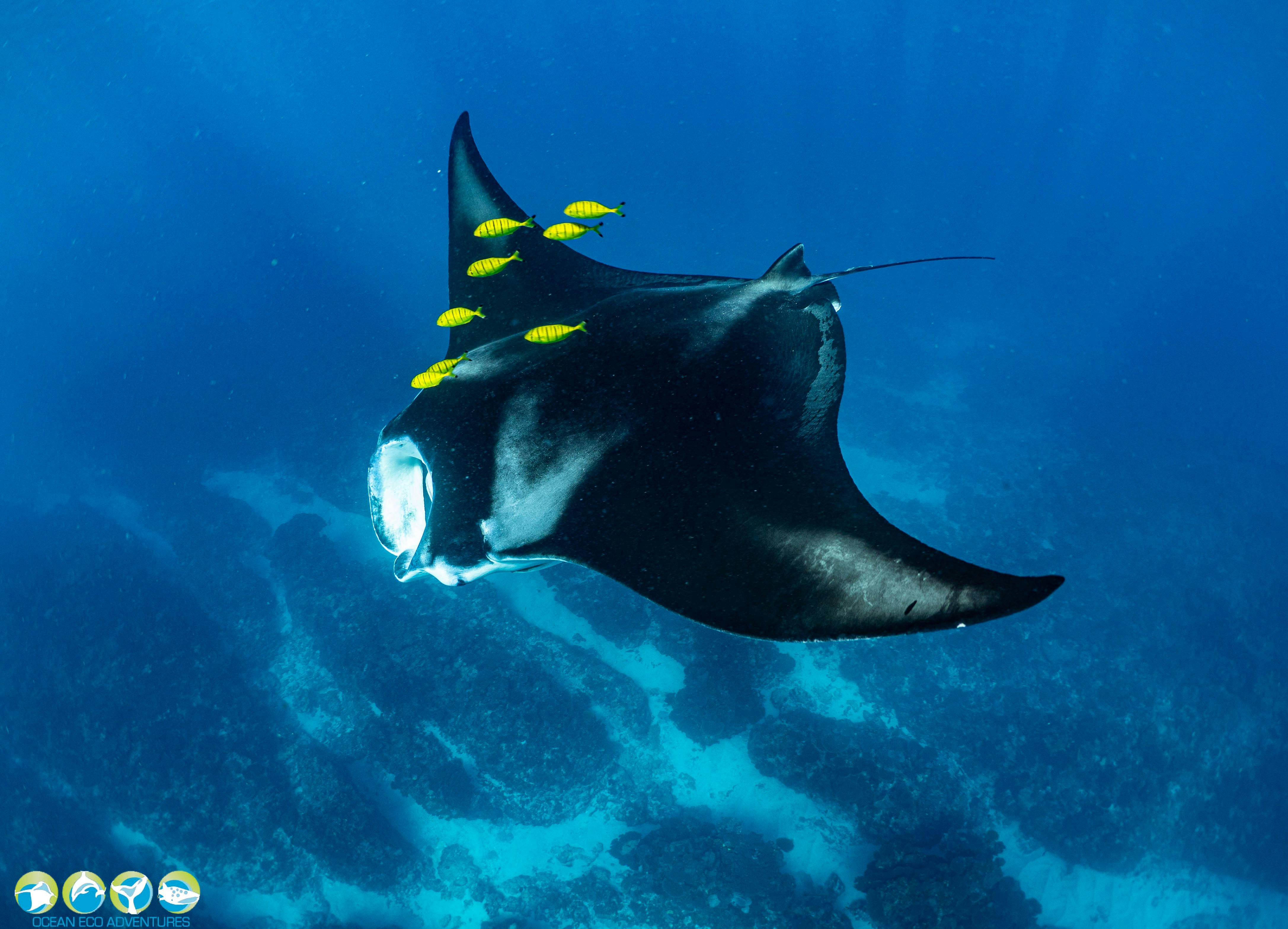 resident Coral Bay Mantas