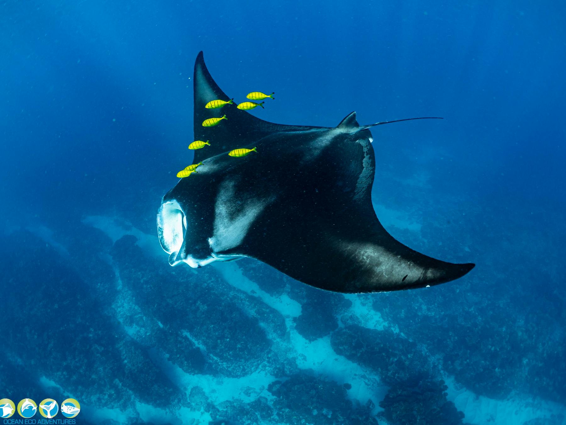 resident Coral Bay Mantas
