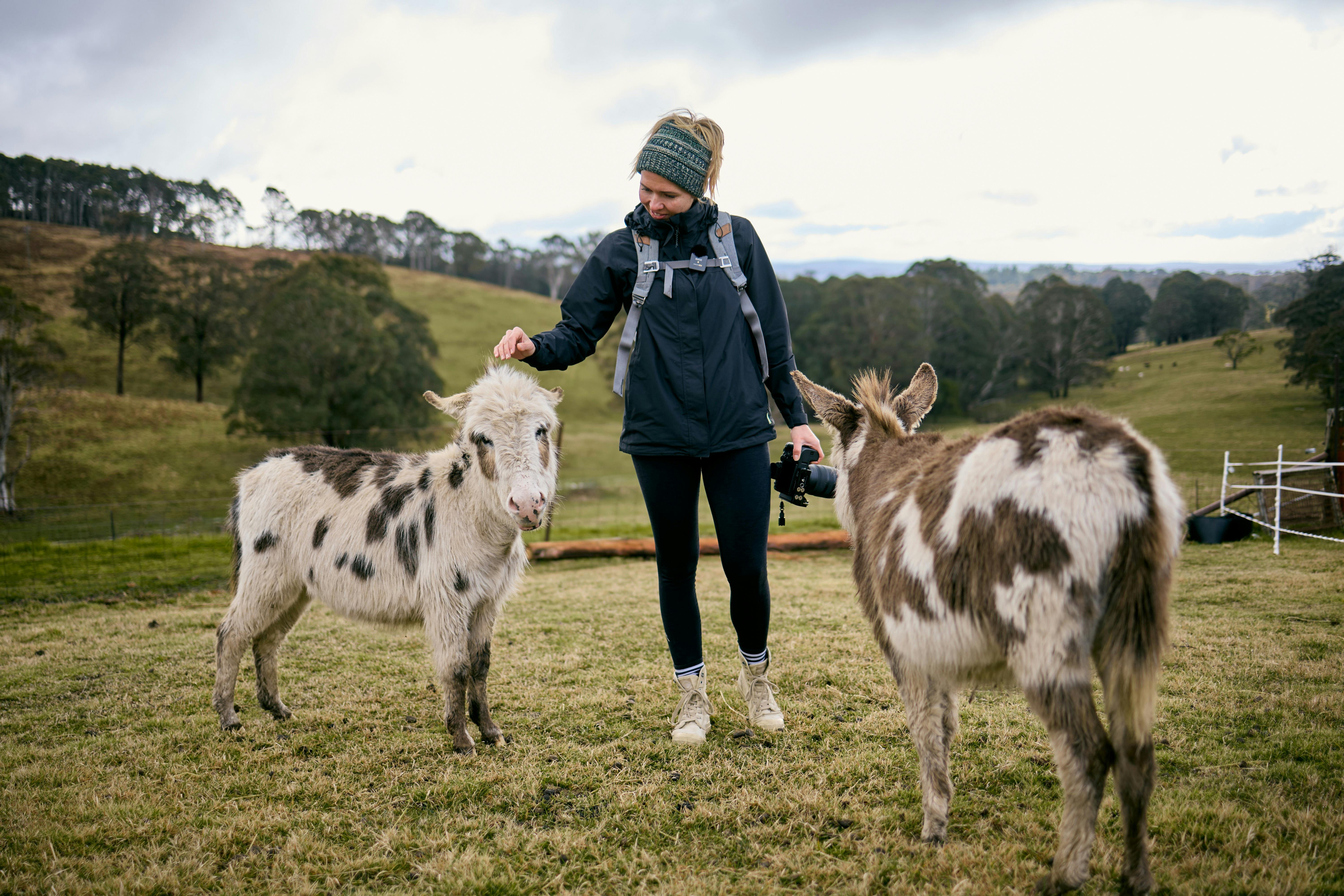 Mini donkeys Camile and Nellie soaking up pats and attention from visitors at Kenzell Farm.