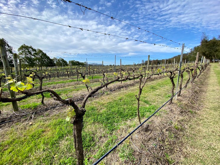 A vineyard in the Hunter Valley subregion of Broke Fordwich