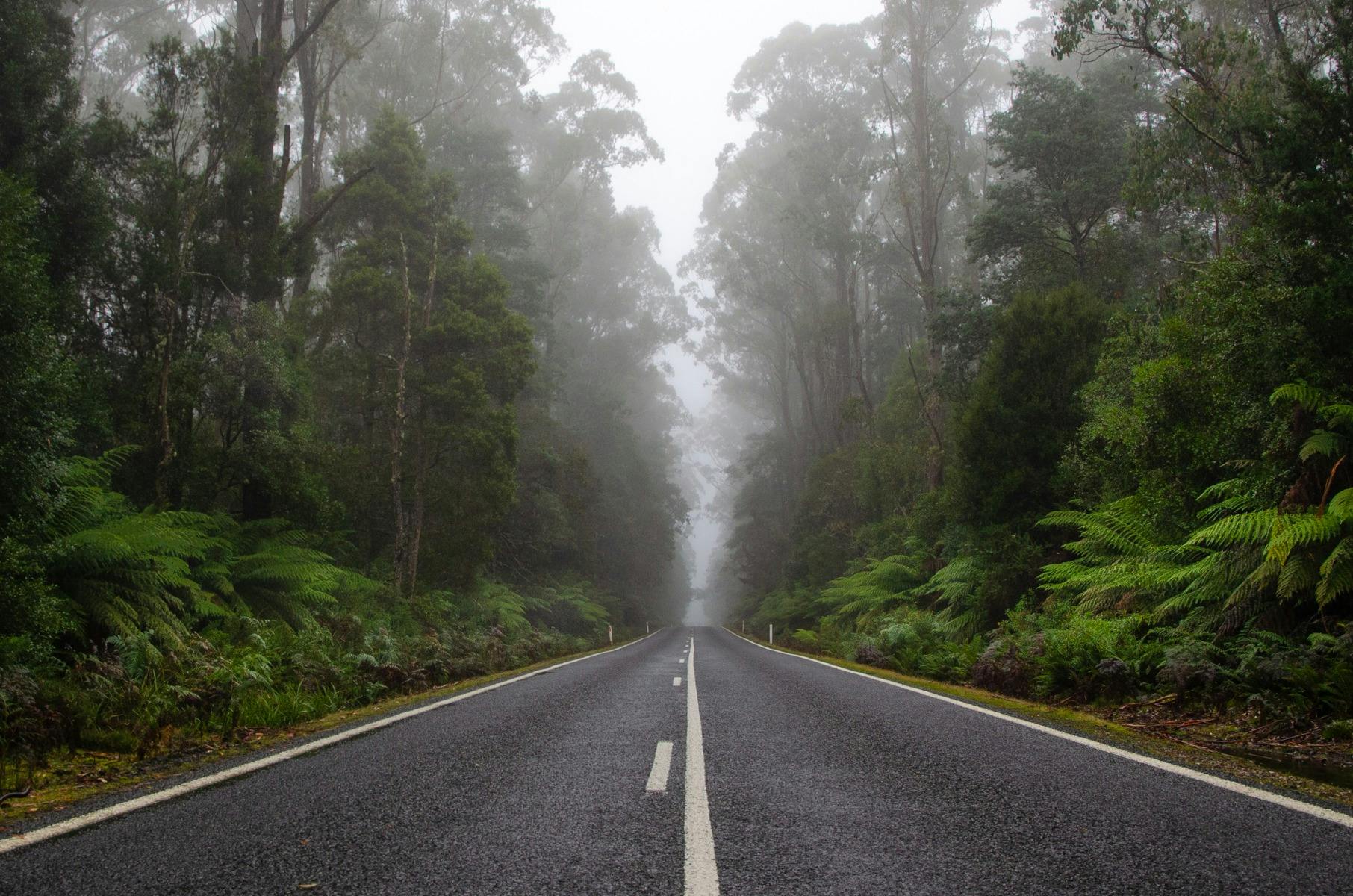 Drive through pristine rainforest on your Lap of Tasmania road trip