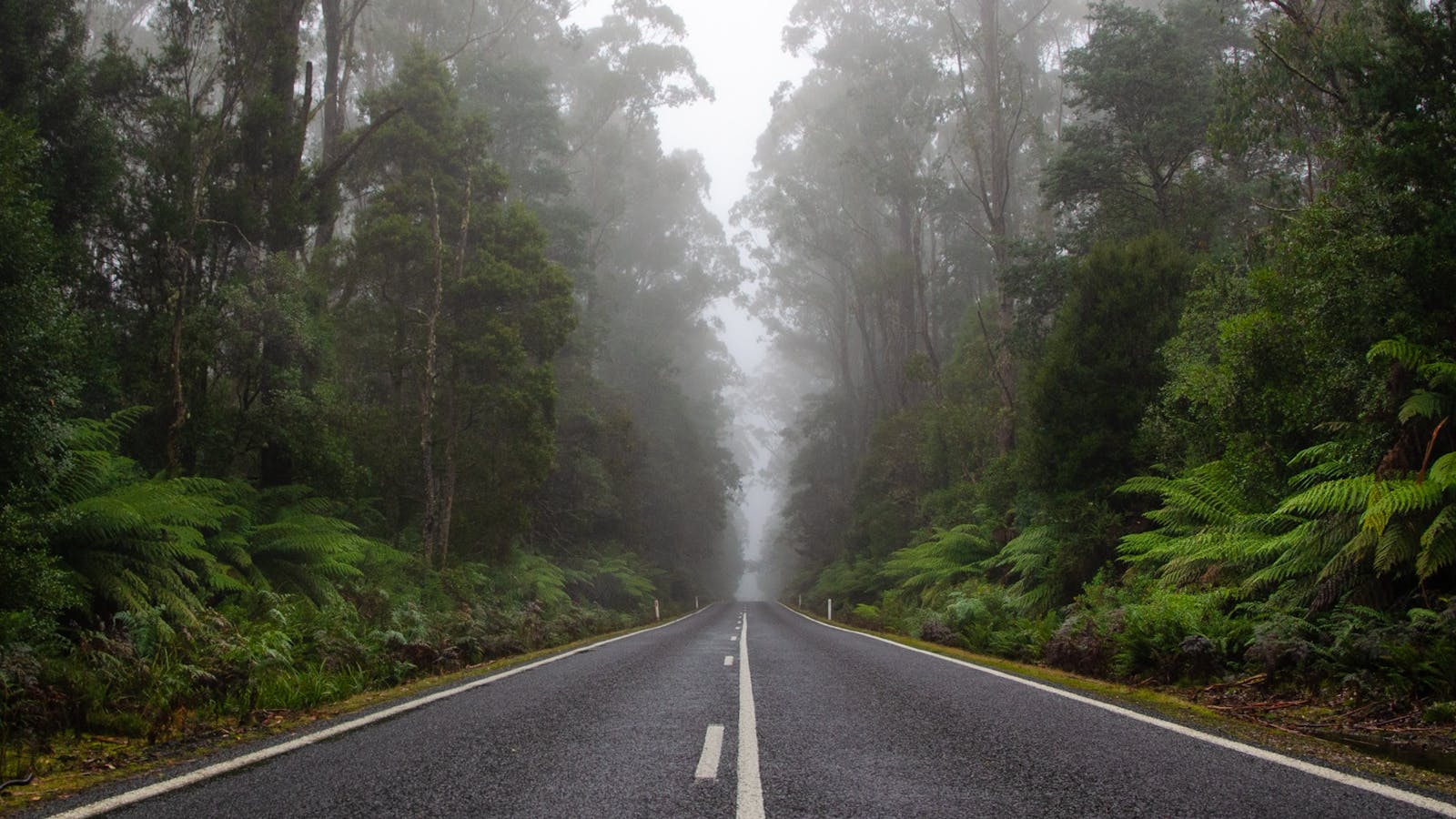 Drive through pristine rainforest on your Lap of Tasmania road trip