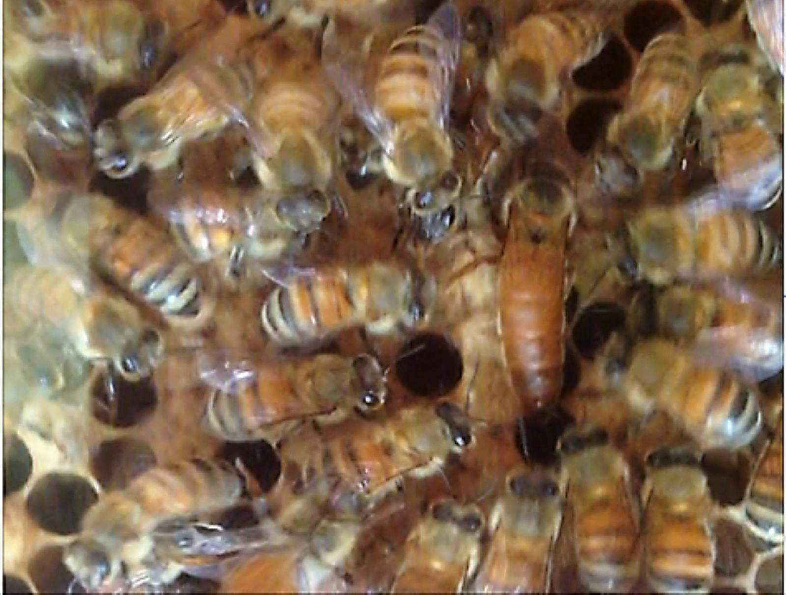 Honey House Kuranda