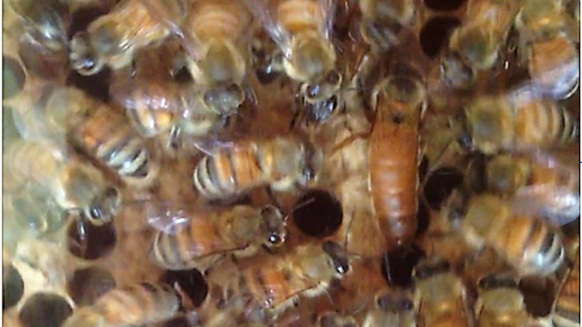 Queen Bee