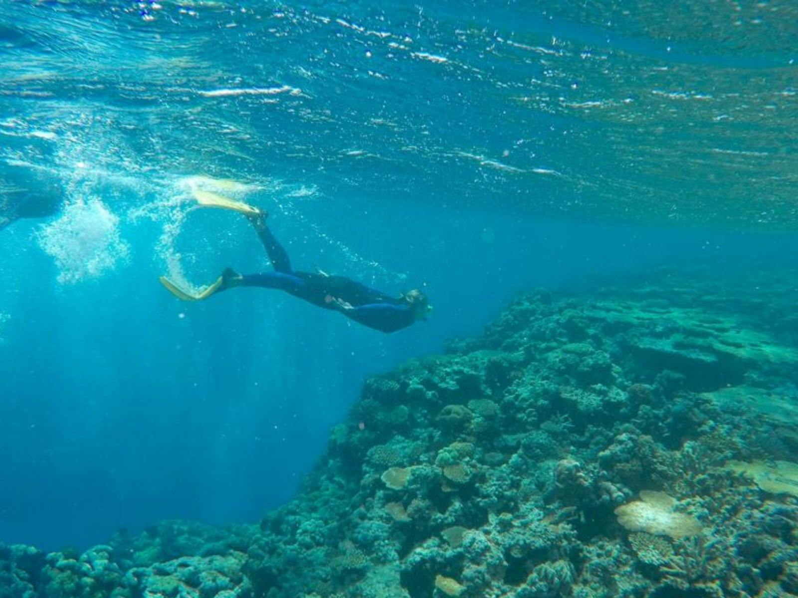 Come snorkel the Whitsundays’ hidden coral gardens — up close and unforgettable.