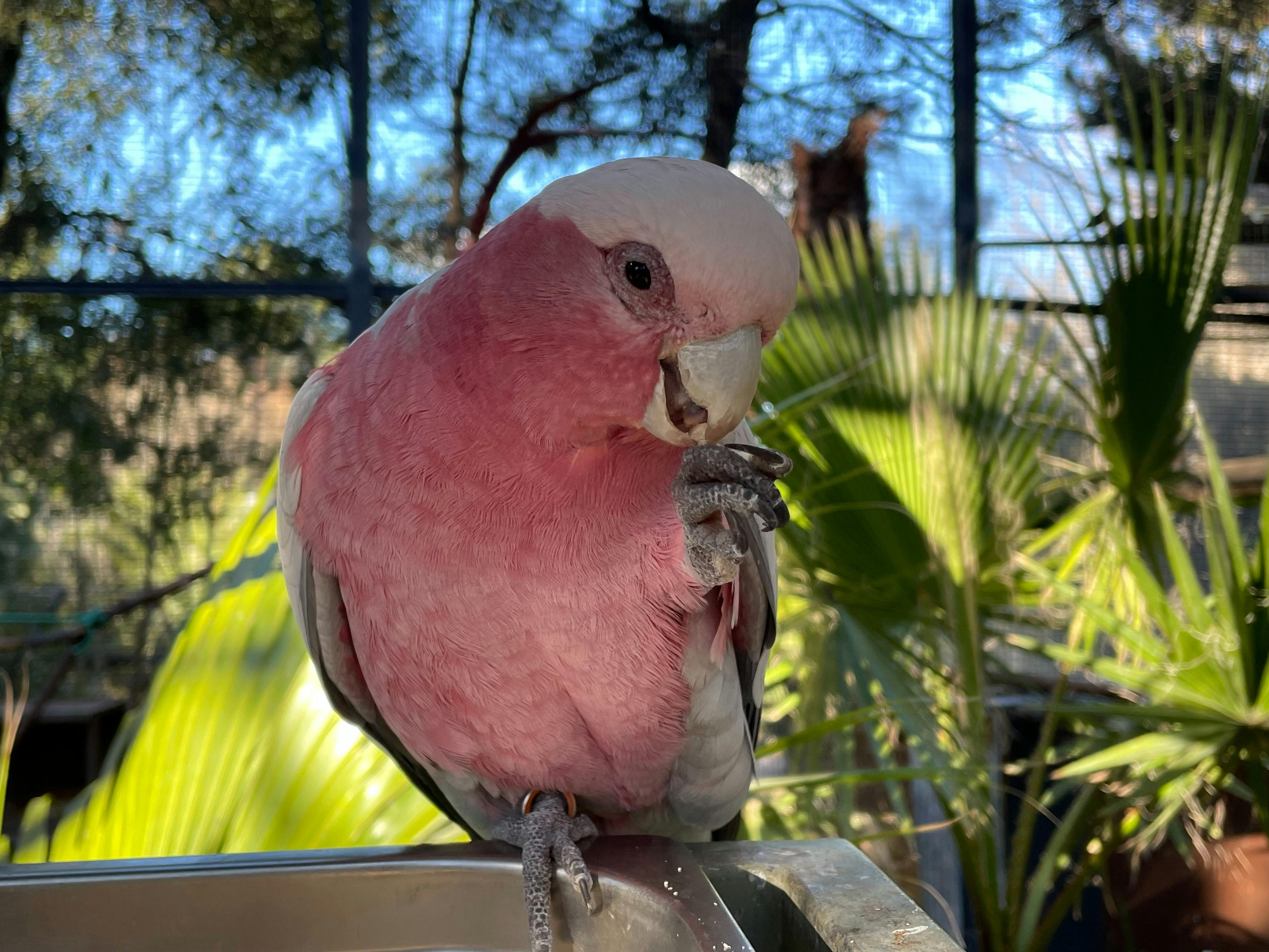 Parrot