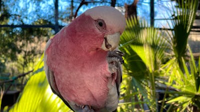 Parrot