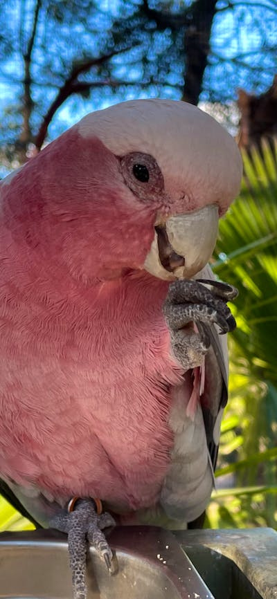 Parrot