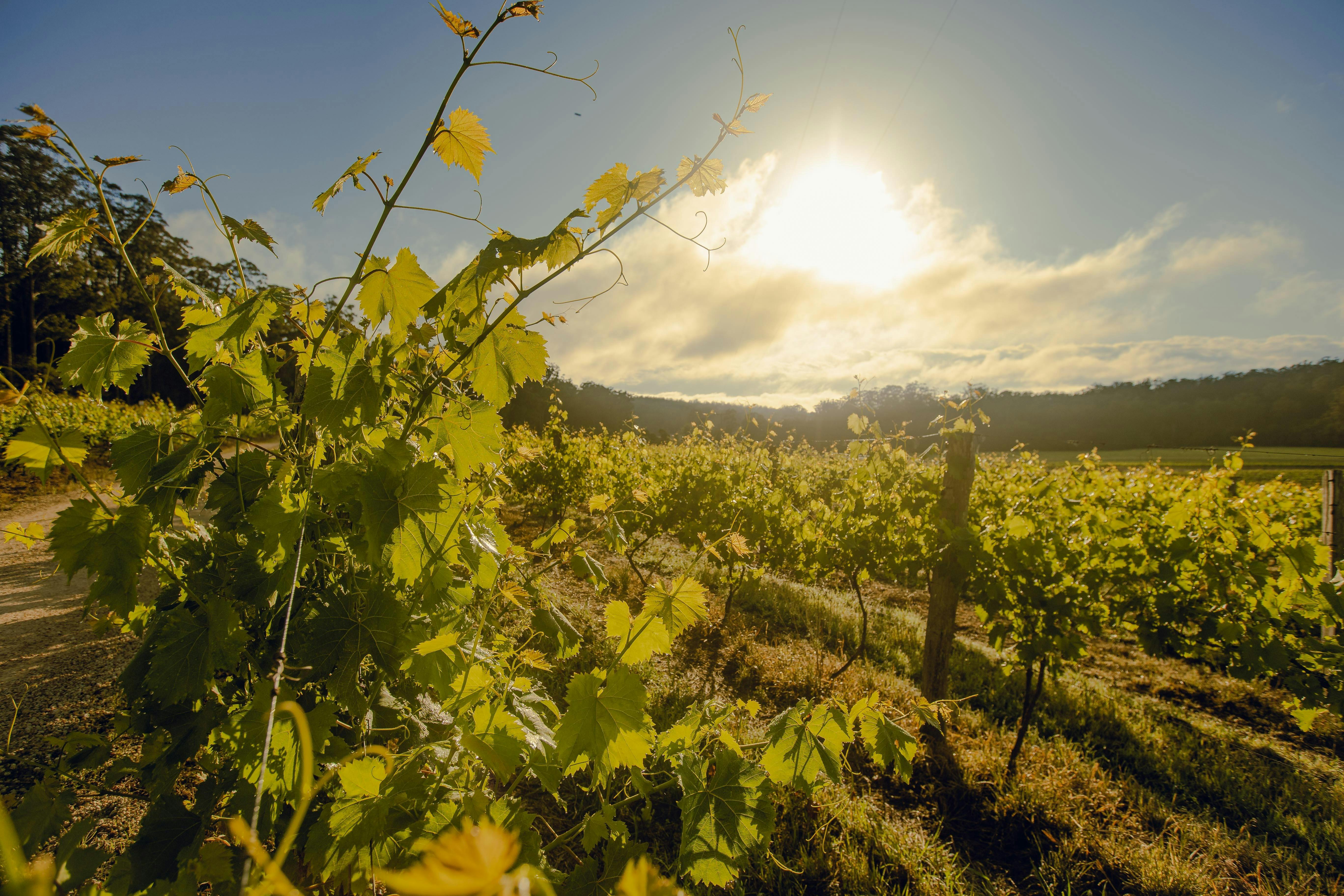 Chambourcin vines in the early morning light