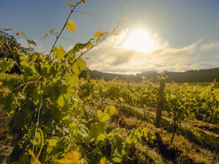 Chambourcin vines in the early morning light