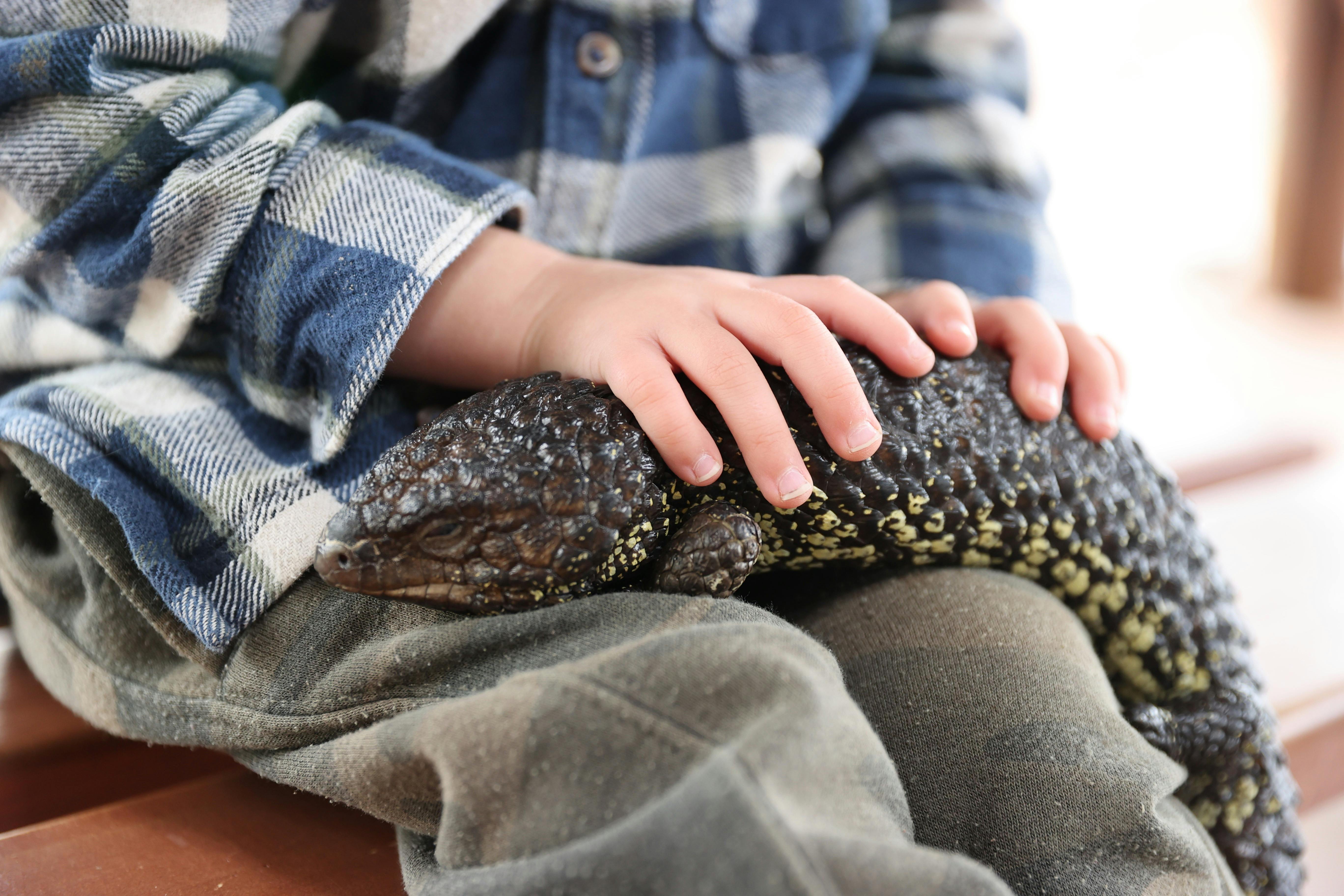 Lizard holding, Raptor domain, Kangaroo island, reptile show, snake holding
