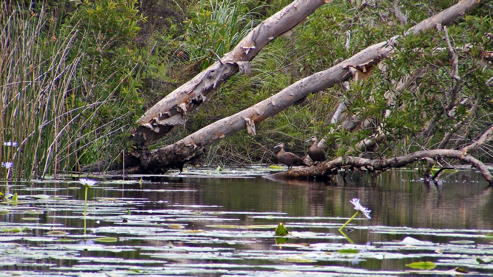 Esk River