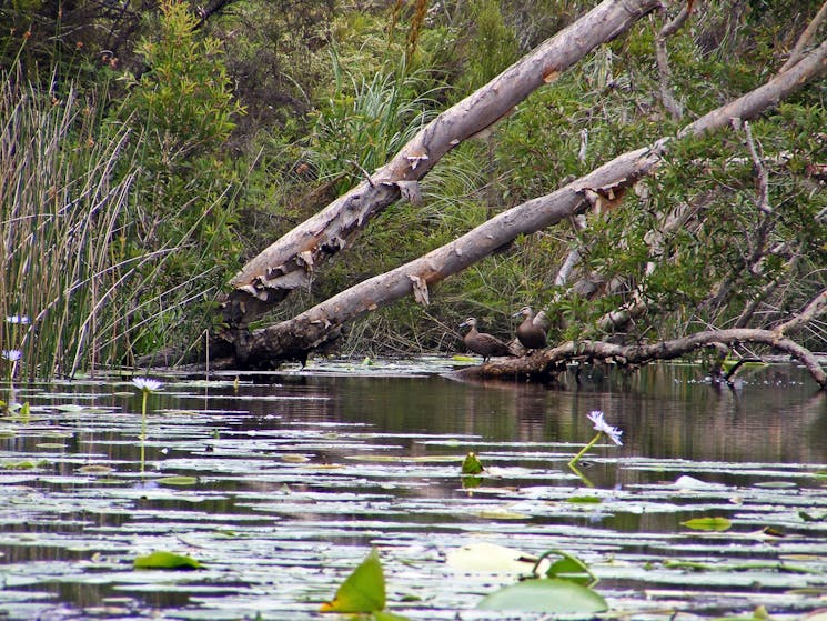 Birdwatching on Esk River